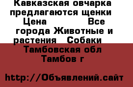 Кавказская овчарка -предлагаются щенки › Цена ­ 20 000 - Все города Животные и растения » Собаки   . Тамбовская обл.,Тамбов г.